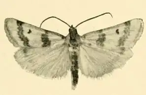 Euzophera formosella