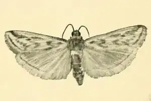 Euzophera tetragramma