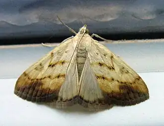 Evergestis extimalis