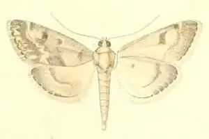 Evergestis infirmalis