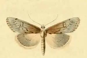 Evergestis isatidalis
