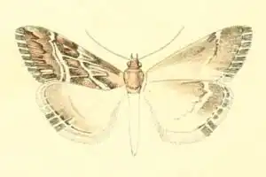 Evergestis serratalis