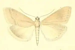 Evergestis subfuscalis