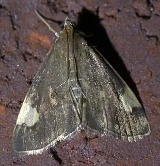 Evergestis unimacula