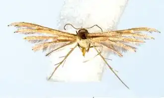 Exelastis caroli