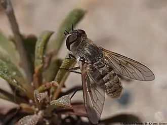 Exhyalanthrax muscarius