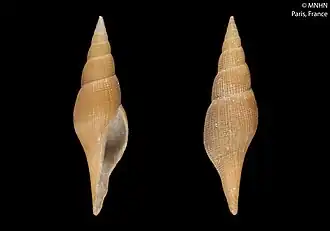 Exilia graphiduloides