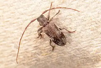 Eiken-ruigsprietboktor