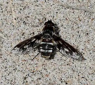Exoprosopa fascipennis