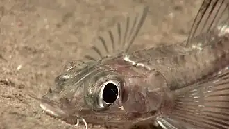 Xeneretmus latifrons