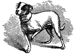 "Kleine hond die kijkt naar een kat op tafel."