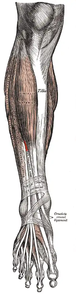Musculus extensor hallucis longus