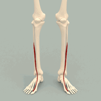 Musculus extensor hallucis longus