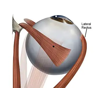 Musculus rectus lateralis bulbi