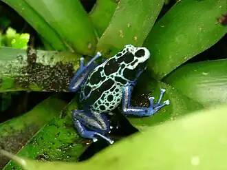 Dendrobates tinctorius var. New River / Blue Sipaliwini / Kutari River'