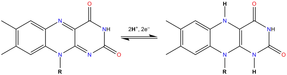 Chemisch evenwicht tussen de geoxideerde vorm (links) en de gereduceerde vorm (rechts)