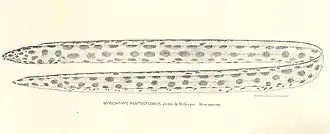 Myrichthys pantostigmius