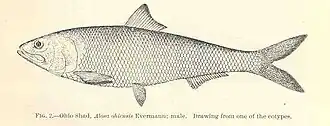 Alosa alabamae