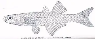 Chirostoma jordani