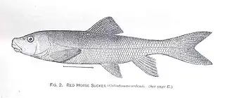 Catostomus ardens