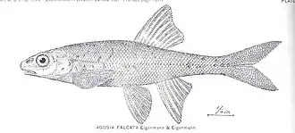 Rhinichthys falcatus