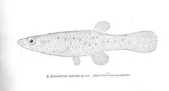 Fundulus jenkinsi