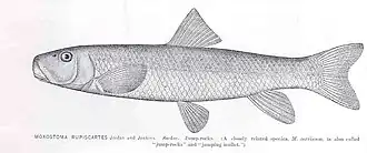 Moxostoma cervinum