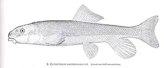 Catostomus macrocheilus