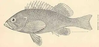 Sebastes ciliatus