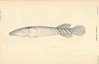 Tomicodon humeralis
