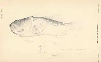 Kathetostoma averruncus