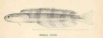 Plagiotremus azaleus