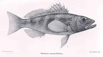 Serranus sanctaehelenae