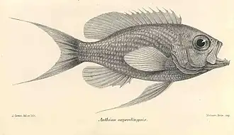 Anthias asperilinguis