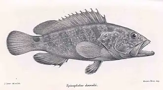 Epinephelus daemelii