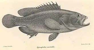 Epinephelus polystigma