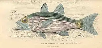 Cheilodipterus arabicus