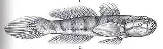 Arenigobius frenatus