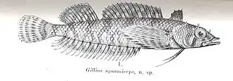 Norfolkia squamiceps