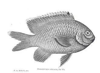 Stegastes apicalis