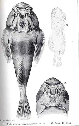 Kathetostoma nigrofasciatum