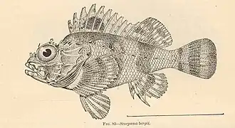 Scorpaena bergii