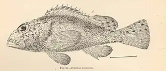 Neomerinthe beanorum