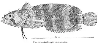 Paraclinus cingulatus