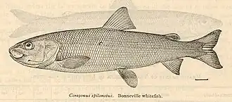 Prosopium spilonotus