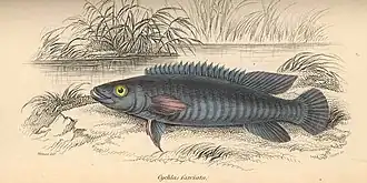 Crenicichla johanna