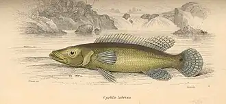 Crenicichla labrina