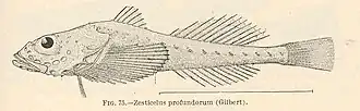 Zesticelus profundorum