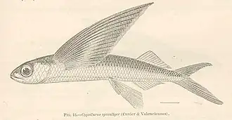 Hirundichthys speculiger