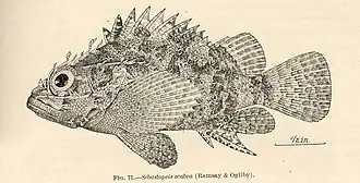 Scorpaenodes scaber
